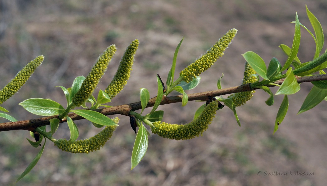 Image of Salix lucida specimen.