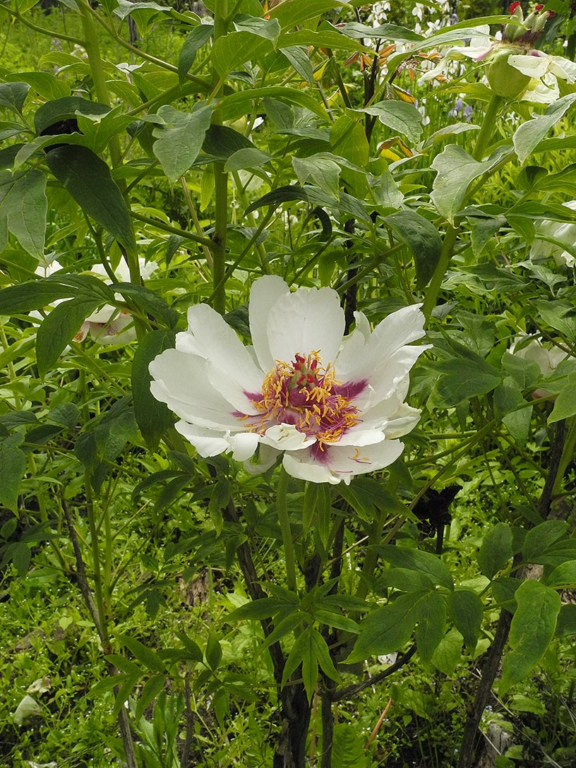 Image of Paeonia suffruticosa specimen.