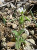 Cerastium brachypetalum ssp. tauricum