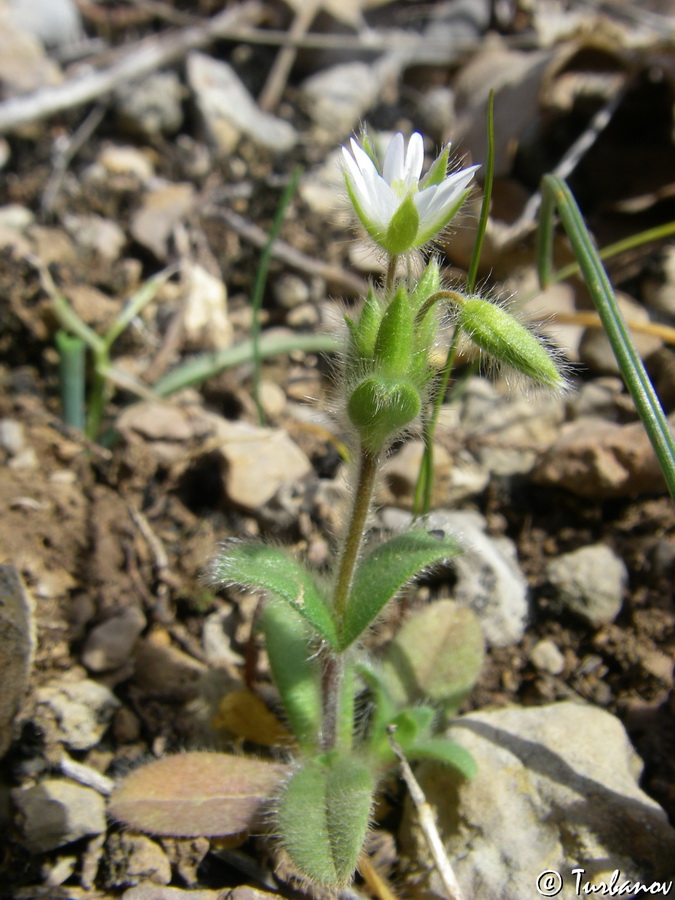 Изображение особи Cerastium brachypetalum ssp. tauricum.