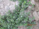 Ballota nigra