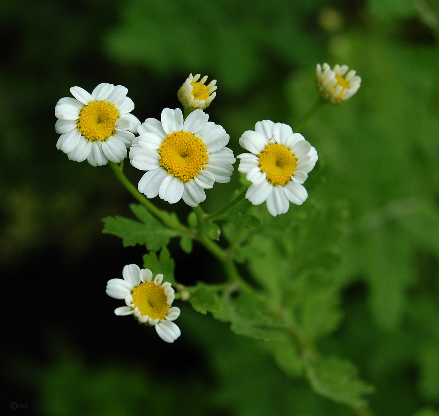 Изображение особи Pyrethrum parthenium.