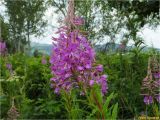 Chamaenerion angustifolium. Верхушки побегов с соцветиями. Украина, Ивано-Франковская обл., Долинский р-н, Шевченковский сельсовет, окр. с. Мысливка, необрабатываемый предгорный луг. 06.07.2017.