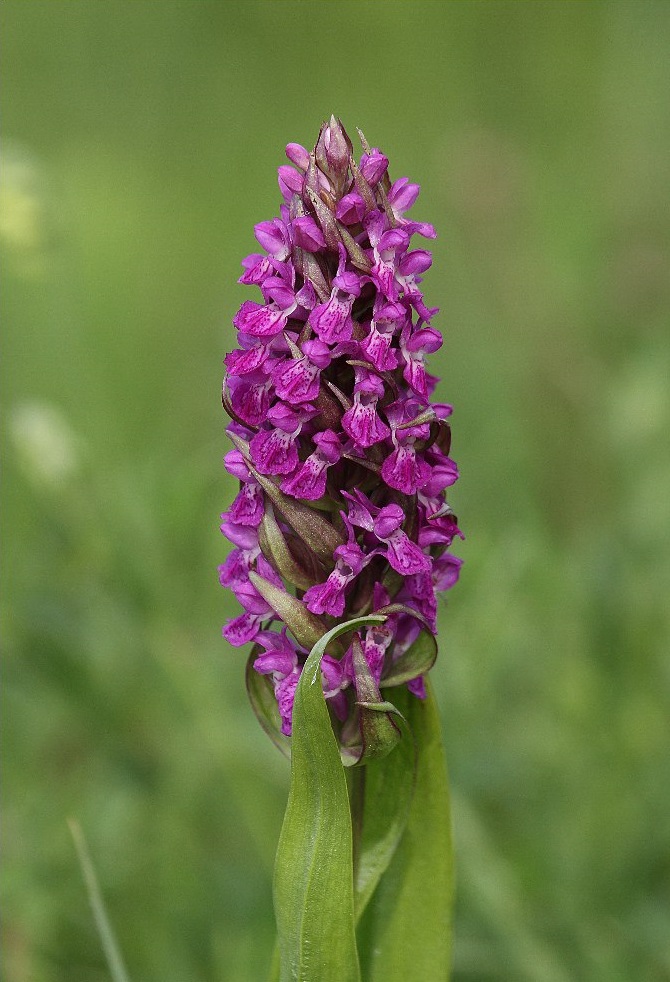 Изображение особи Dactylorhiza incarnata.