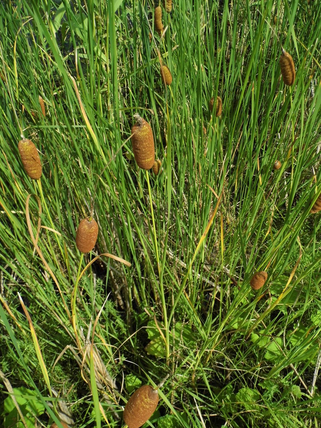 Изображение особи Typha laxmannii.