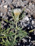 Cirsium turkestanicum. Верхушка побега с соцветием. Таджикистан, Фанские горы, верховья р. Чапдара, ≈ 3000 м н.у.м., каменистый сухой склон. 30.07.2017.