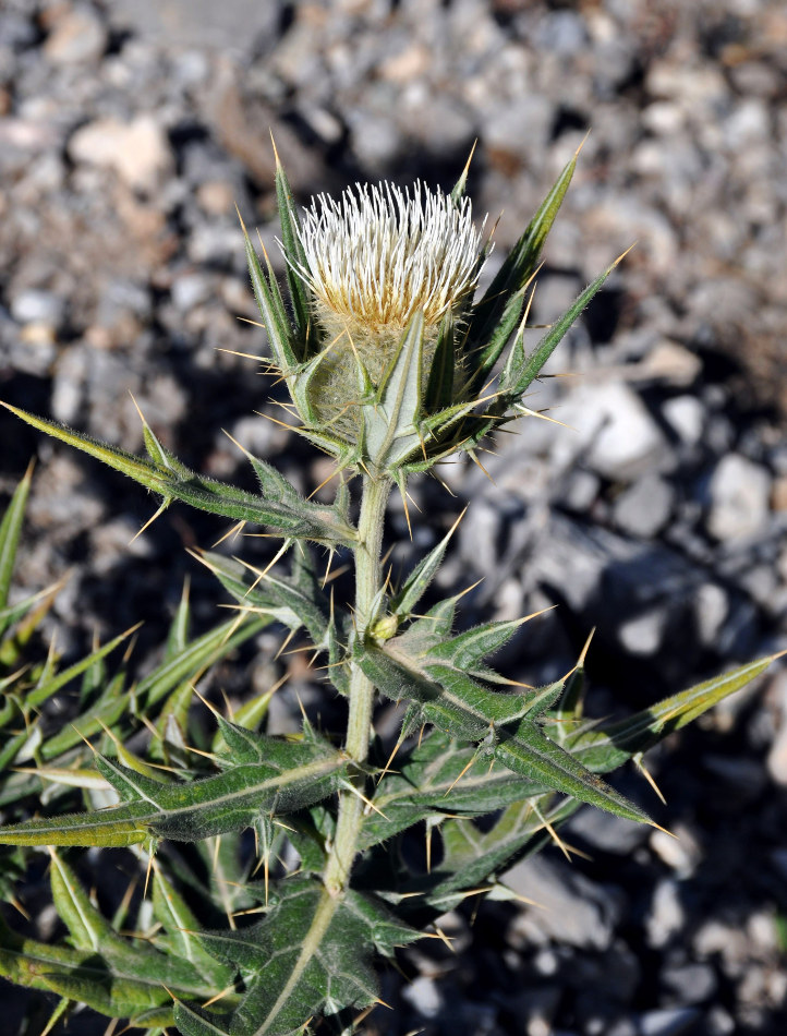 Изображение особи Cirsium turkestanicum.