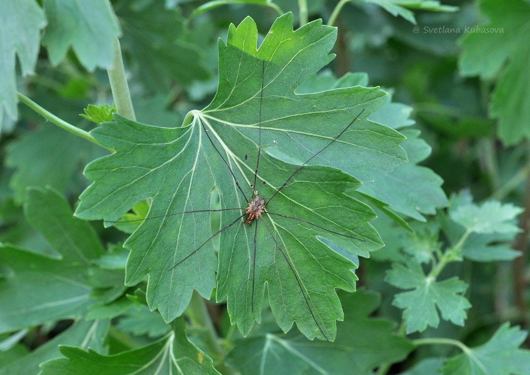 Изображение особи Ribes aureum.