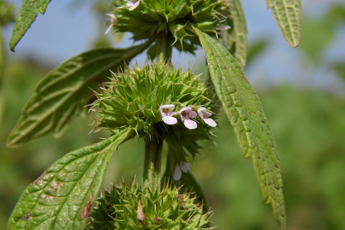 Изображение особи Chaiturus marrubiastrum.