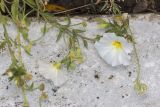 Convolvulus tricolor
