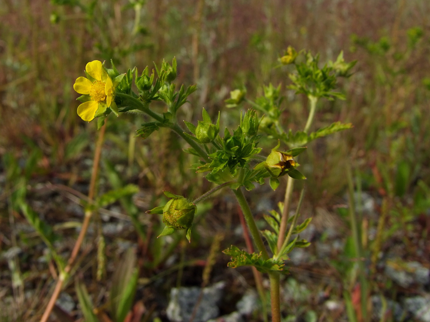 Image of Potentilla supina ssp. paradoxa specimen.