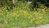 Crepis rhoeadifolia