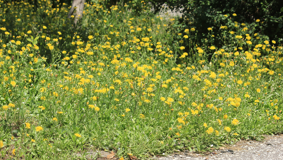 Изображение особи Crepis rhoeadifolia.