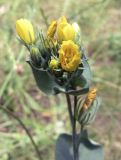 Blackstonia perfoliata