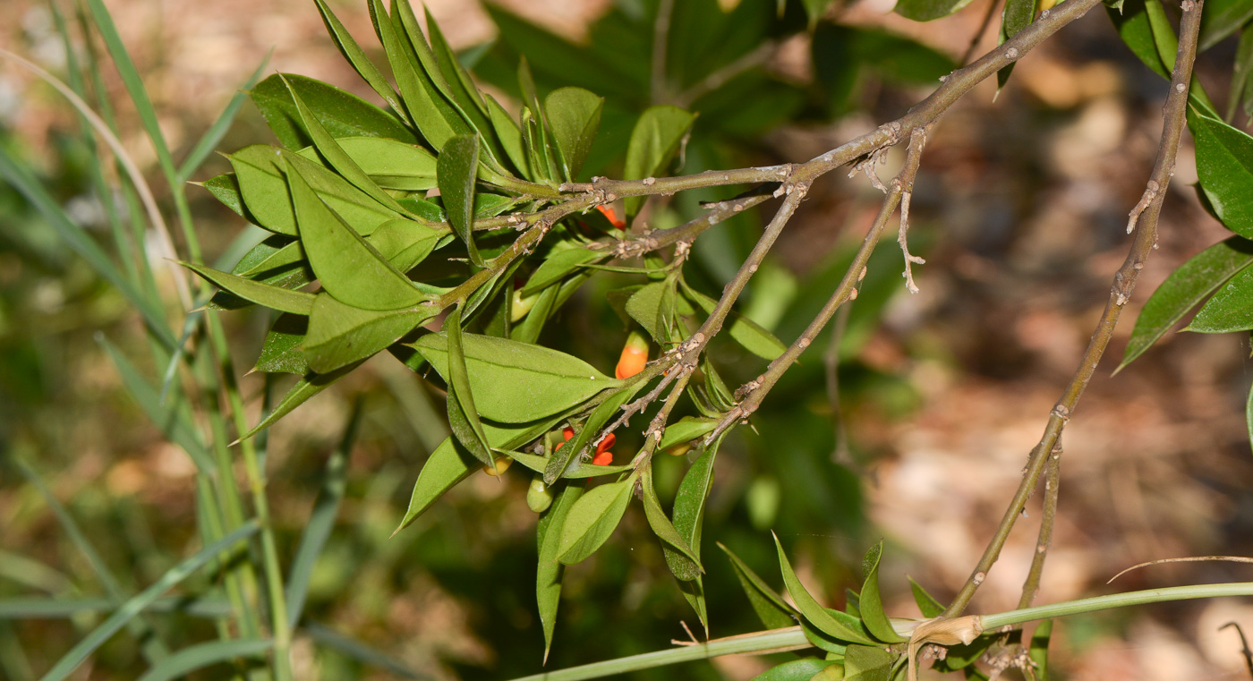 Image of Bonellia macrocarpa specimen.