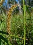 Carex rhynchophysa