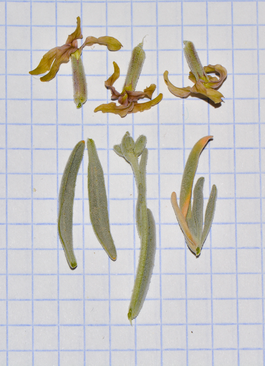 Image of Matthiola arabica specimen.