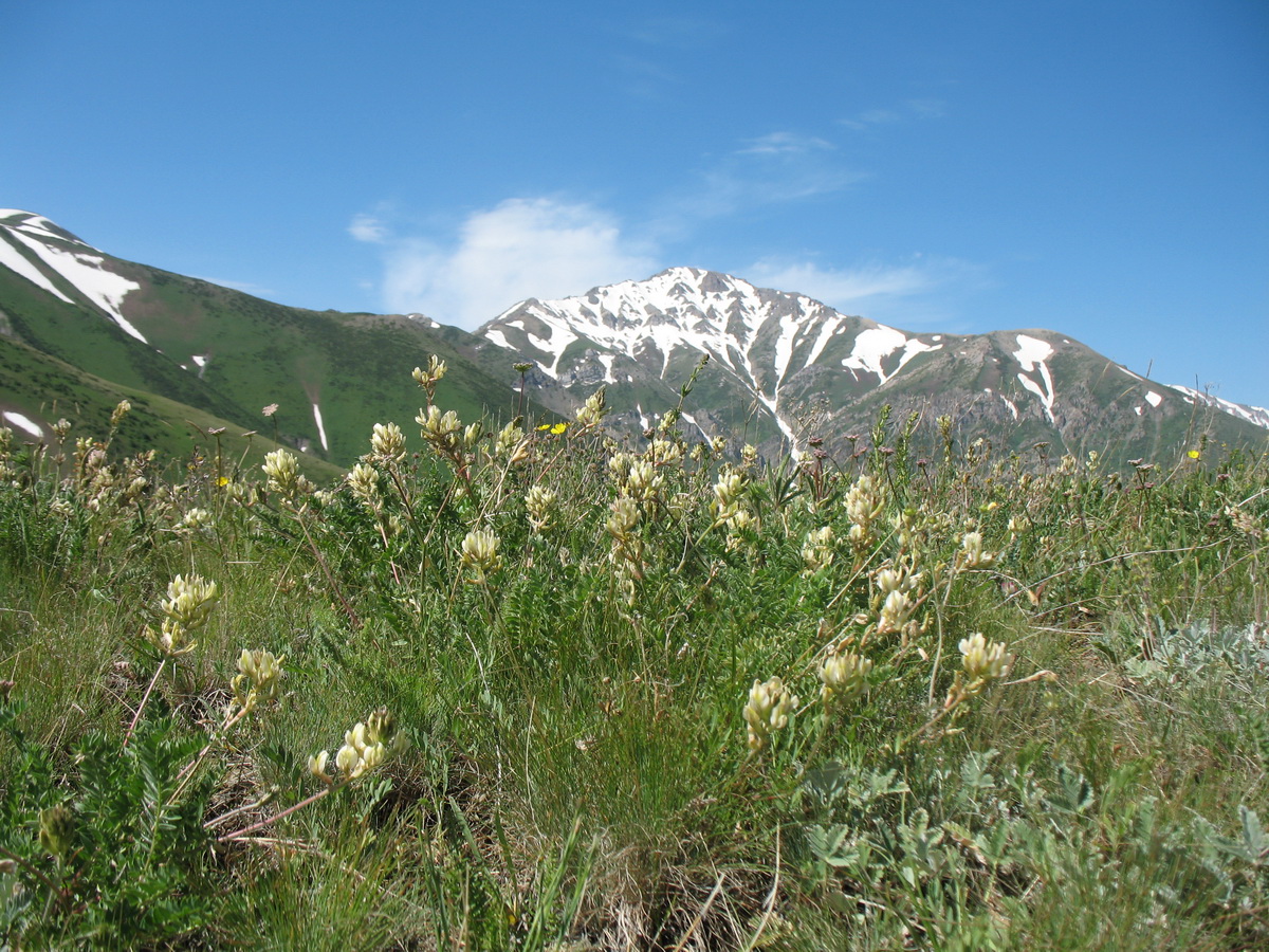 Изображение особи Oxytropis aulieatensis.