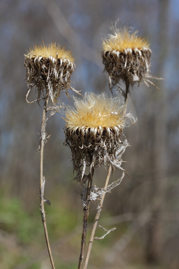 Изображение особи Carlina fennica.