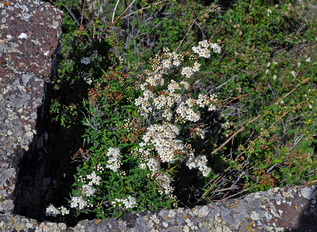 Image of Spiraea flexuosa specimen.