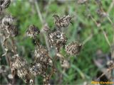 Grindelia squarrosa. Верхушка плодоносящего растения. Украина, г. Николаев, Заводский р-н, Намыв, берег р. Южный Буг, кустарниковые заросли. 20.12.2017.