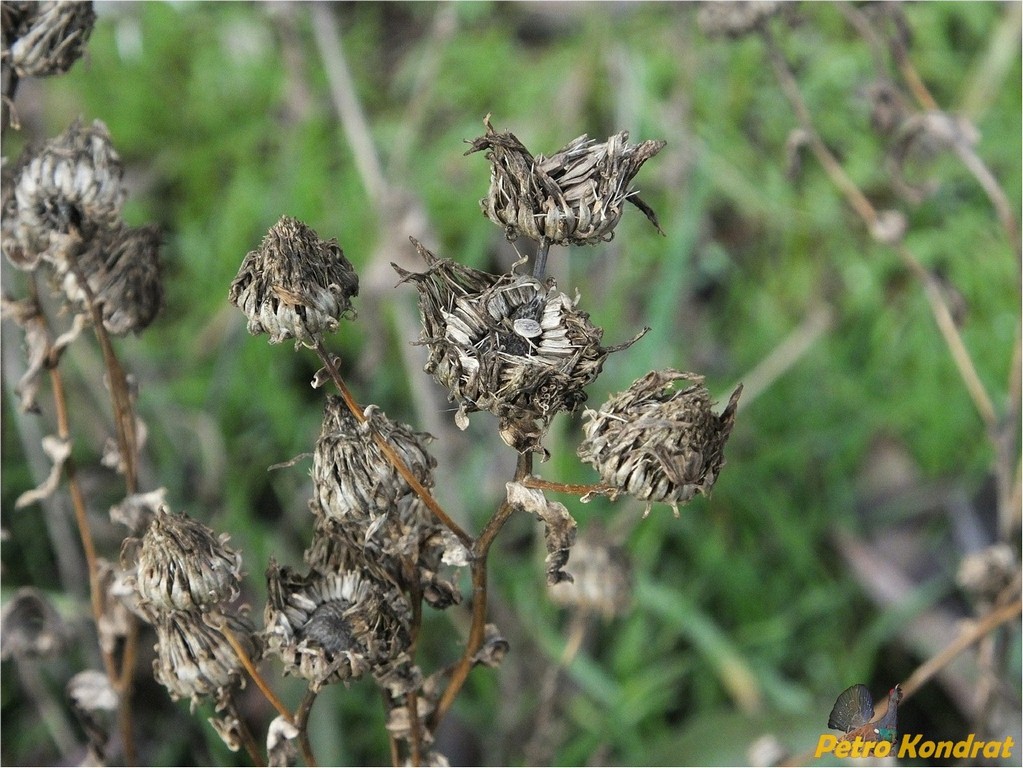 Image of Grindelia squarrosa specimen.