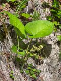 Trachystemon orientalis. Отцветшее растение. Грузия, край Рача-Лечхуми и Нижняя Сванетия, Амбролаурский муниципалитет, окр. с. Зеда-Гвардиа, дол. р. Шарола, выс. 560 м н.у.м., лиственный лес, обрывистый склон у обочины грунтовой дороги. 07.05.2017.