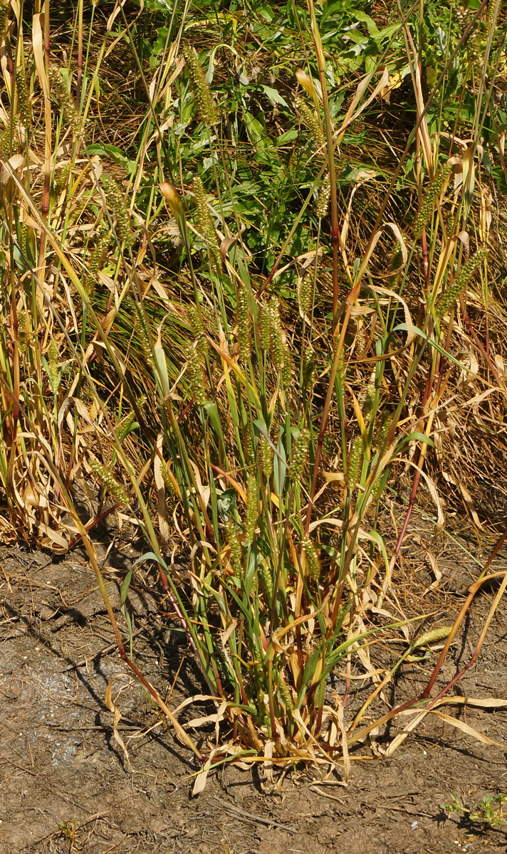 Image of Setaria pumila specimen.