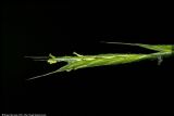Brachypodium sylvaticum. Колосок. Республика Татарстан, Муслюмовский район, 26.07.2008.