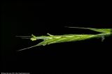 Brachypodium sylvaticum. Колосок. Республика Татарстан, Муслюмовский район, 26.07.2008.