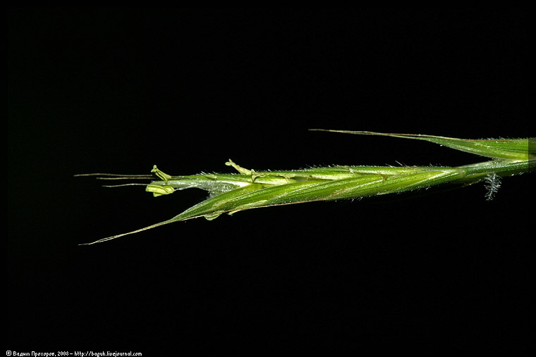 Image of Brachypodium sylvaticum specimen.
