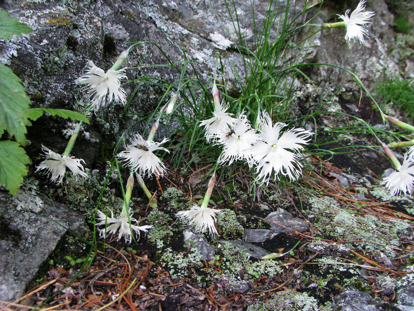 Изображение особи Dianthus acicularis.