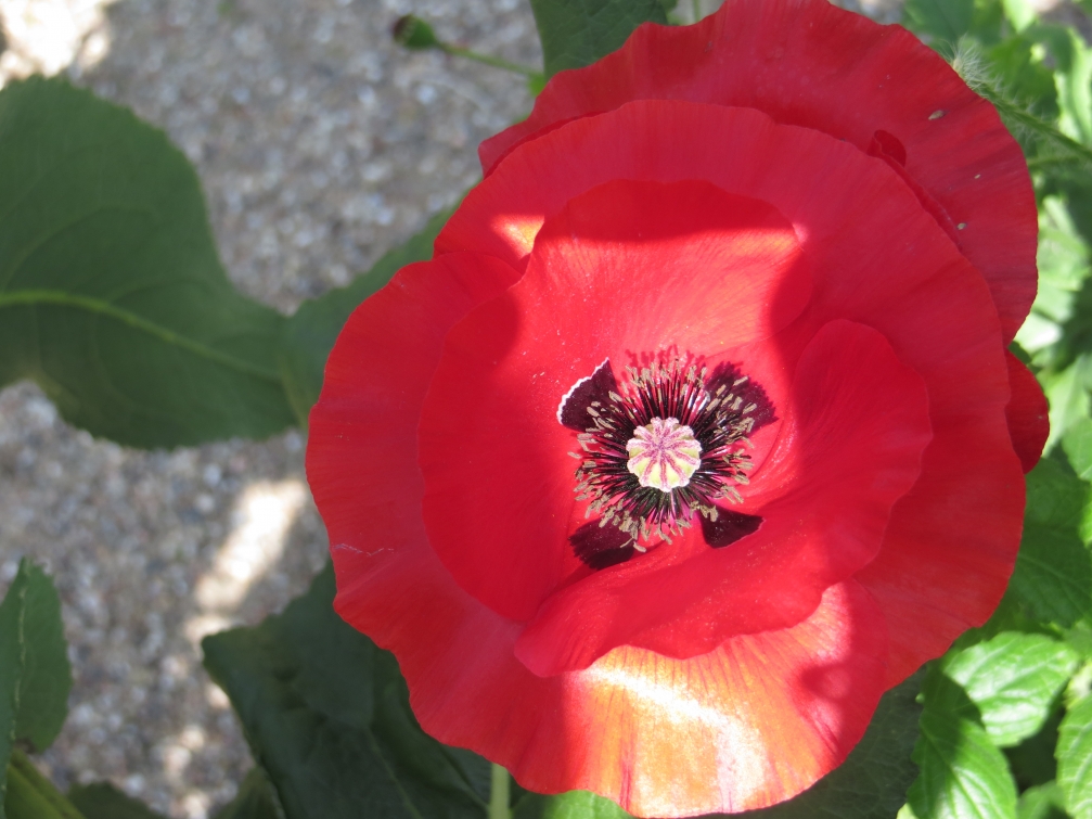 Image of genus Papaver specimen.