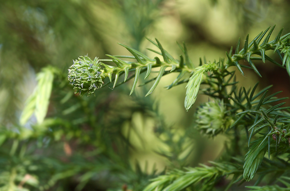 Изображение особи Cryptomeria japonica.