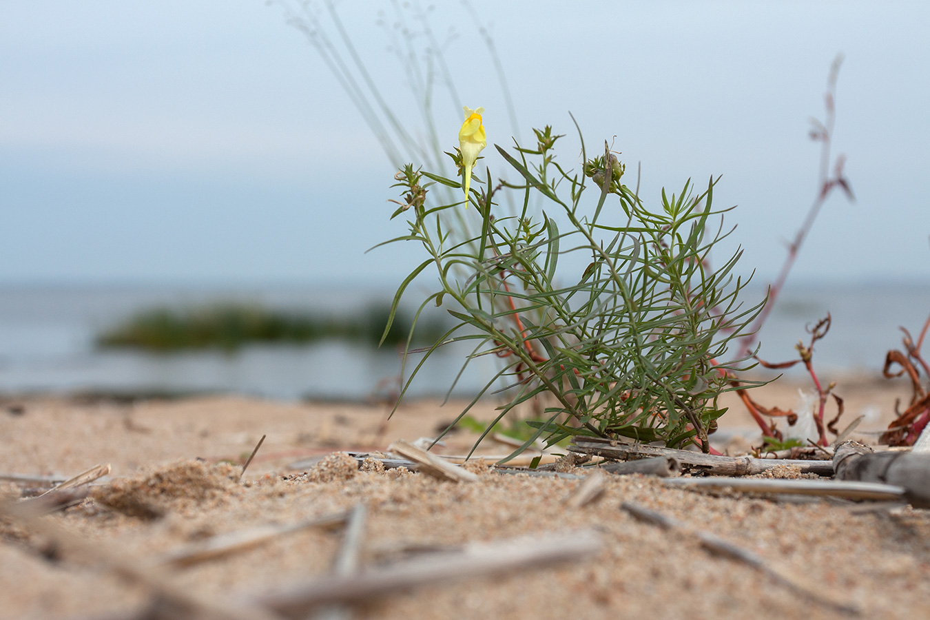 Image of Linaria vulgaris specimen.