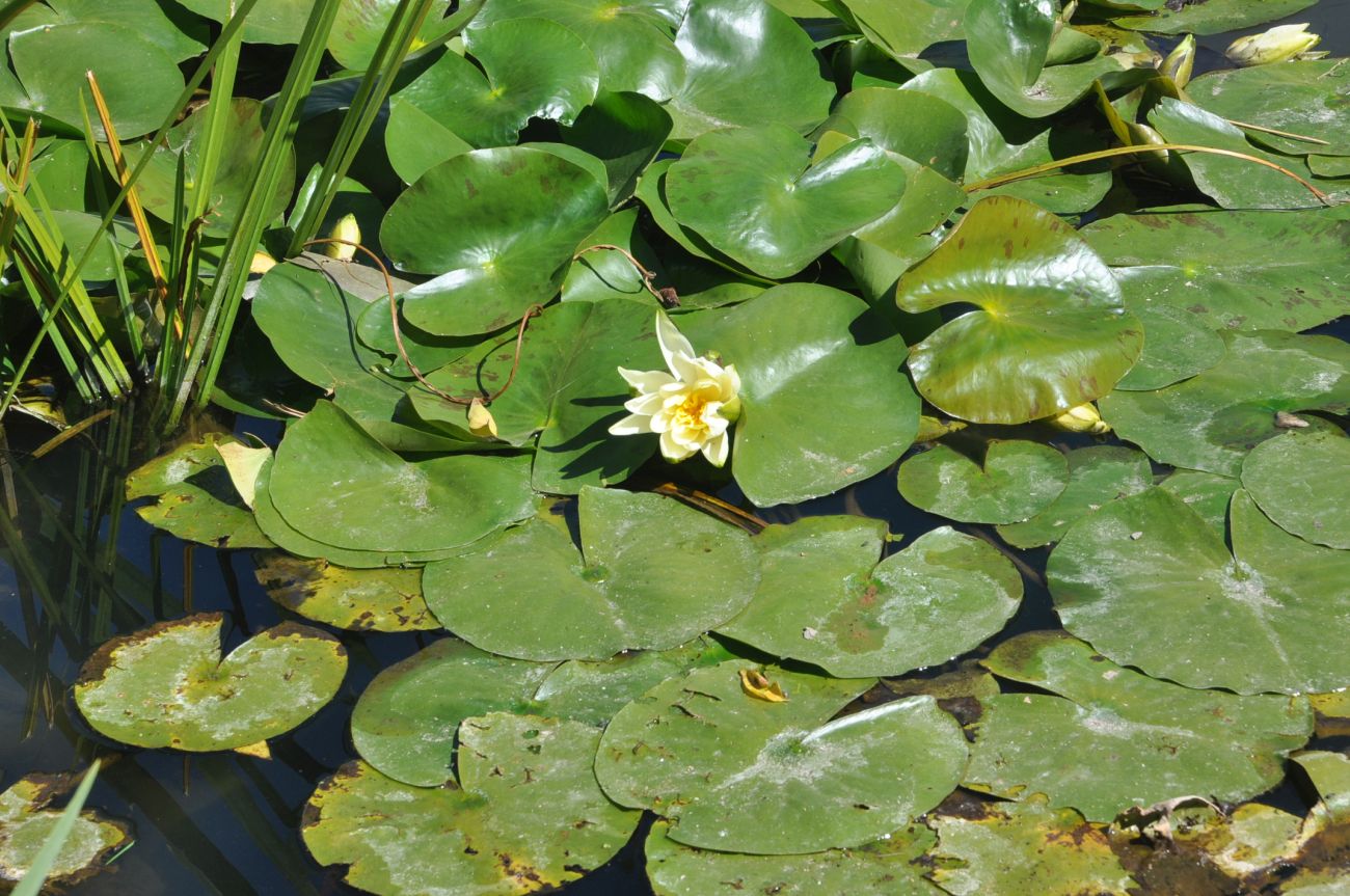 Image of genus Nymphaea specimen.