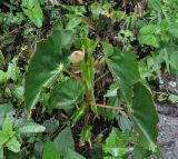 Begonia bracteosa