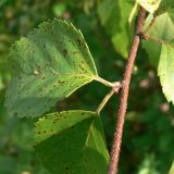 Betula dauurica. Часть веточки. Амурская обл., Бурейский р-н, окр. с. Виноградовка, обочина дороги среди разнопородных кустарников. 20.07.2016.