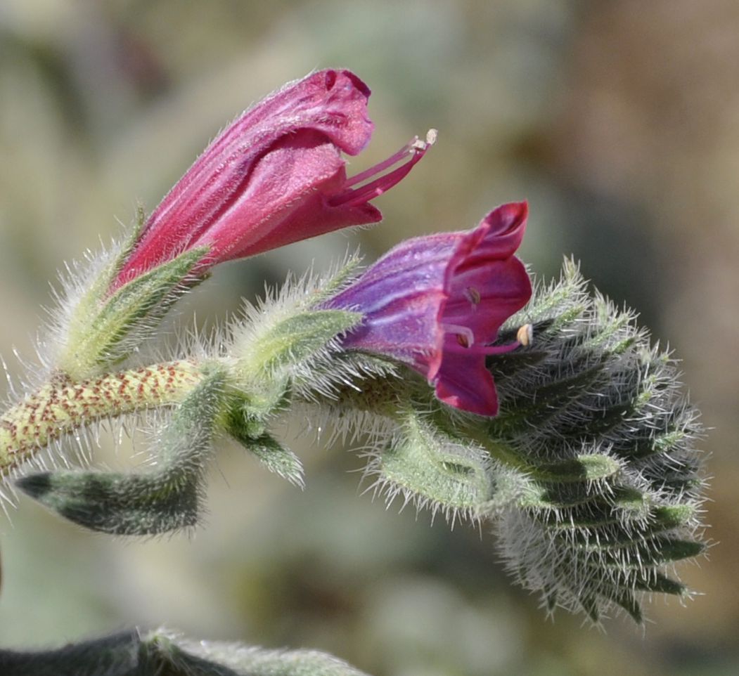 Изображение особи Echium angustifolium.