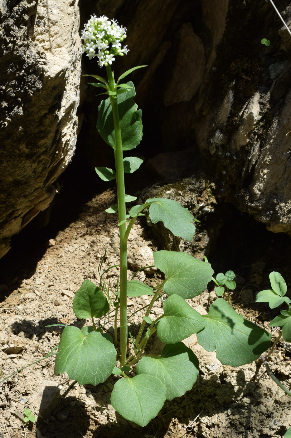 Image of Valeriana ficariifolia specimen.