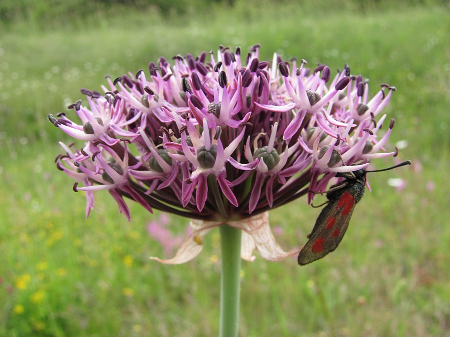 Image of Allium cyrilli specimen.