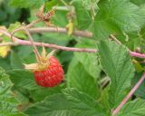 Rubus matsumuranus. Плод и листья. Якутия (Саха), Мирнинский р-н, окр. пос. Светлый, р-н дач. 09.08.2009.