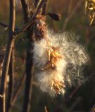 Salix pseudopentandra. Соплодие со вскрывающимися зрелыми плодами. Магаданская обл., окр. г. Магадан, пос. Снежная Долина, р. Дукча, сырой луг в долине. 22.09.2014.