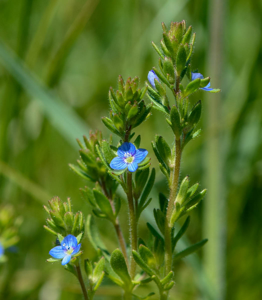 Image of Veronica verna specimen.