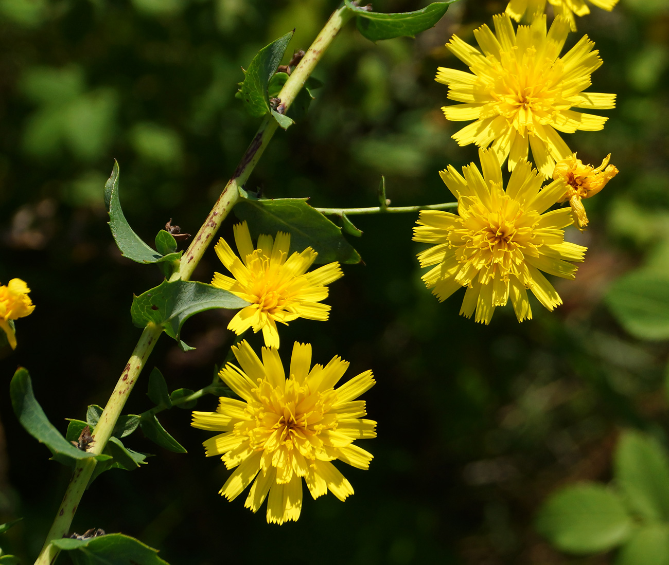 Изображение особи Hieracium robustum.