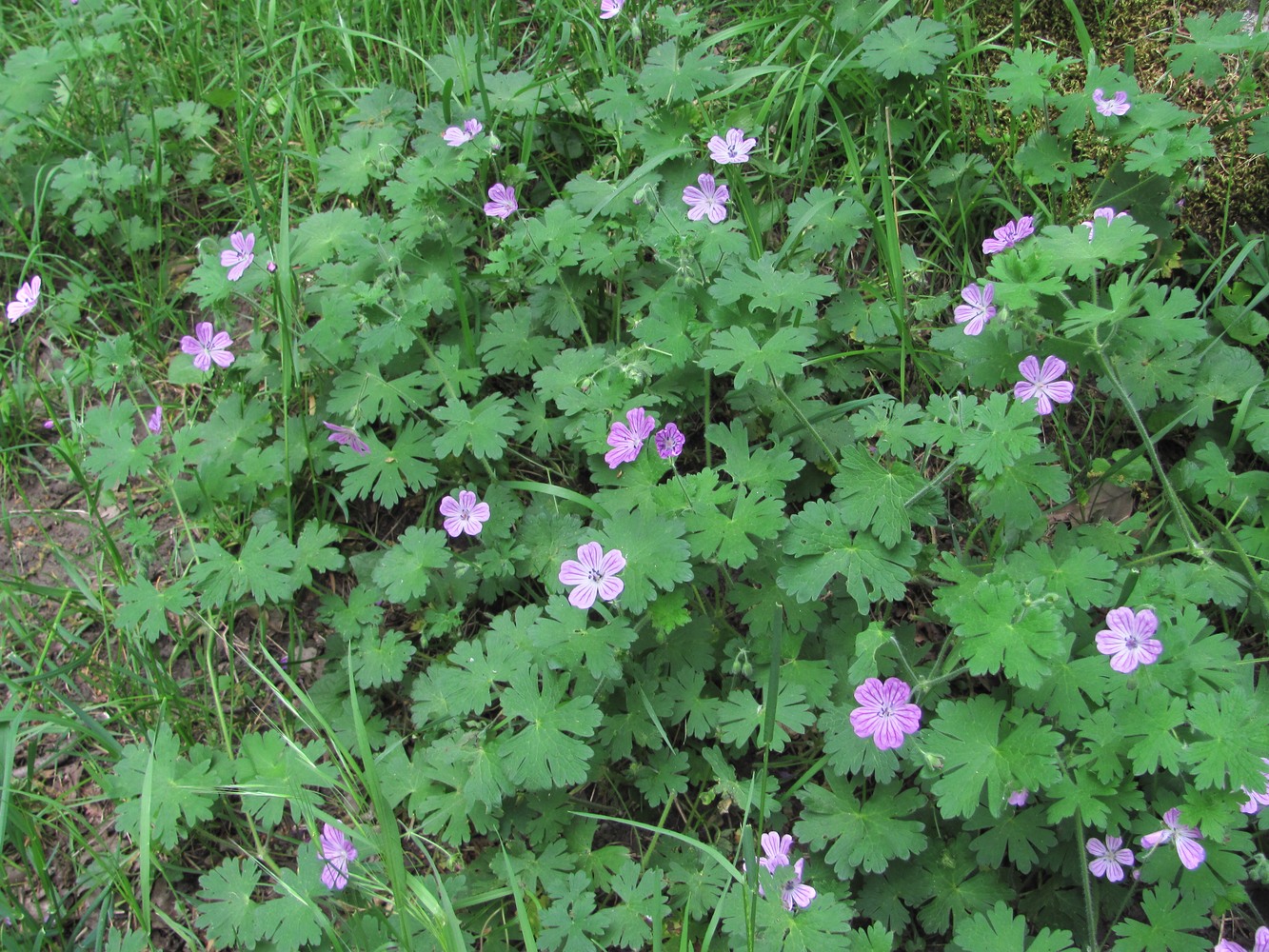 Изображение особи Geranium albanum.