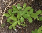 Potentilla reptans. Вегетирующее растение. Украина, г. Запорожье, восточная окраина, долина р. Мокрая Московка, сырой участок возле зарослей тростника. 17.06.2018.