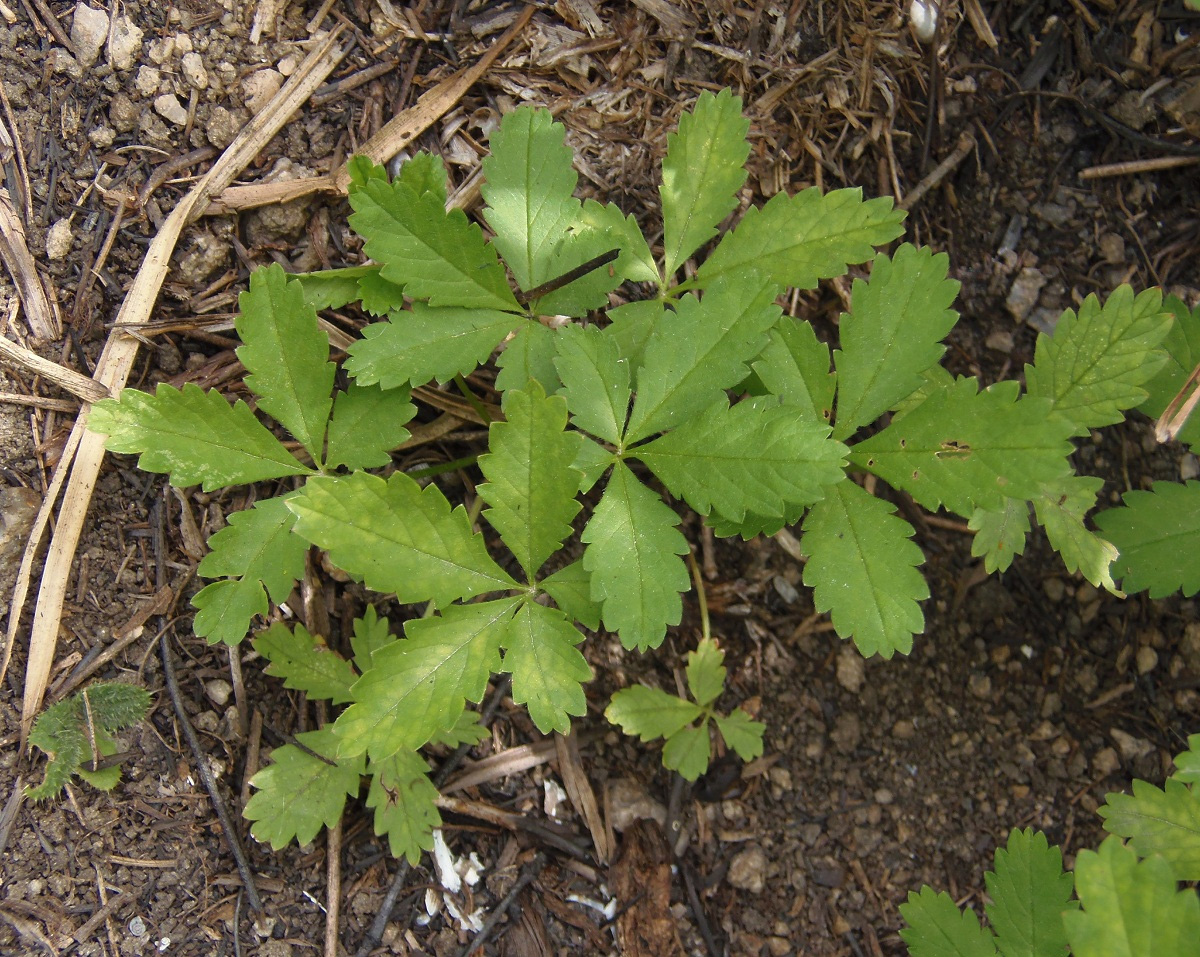 Изображение особи Potentilla reptans.