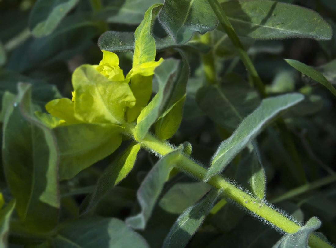 Image of Euphorbia epithymoides specimen.