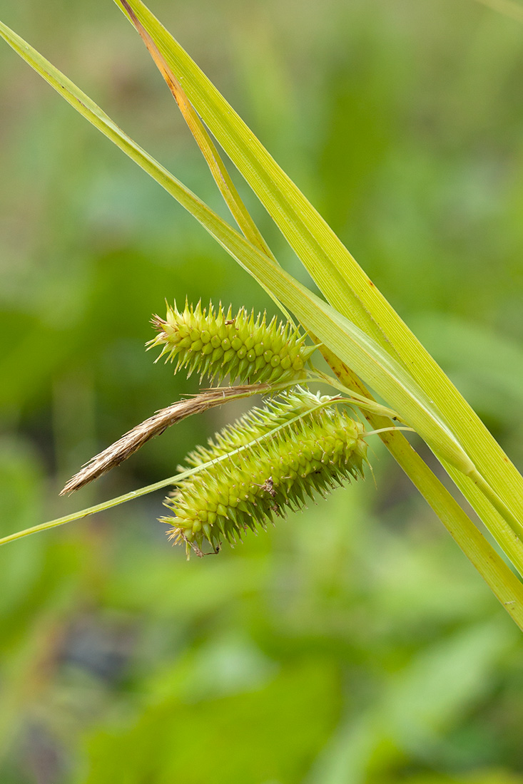 Изображение особи Carex pseudocyperus.